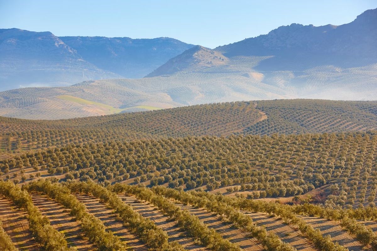 Jaén. Foto ABB/Shutterstock