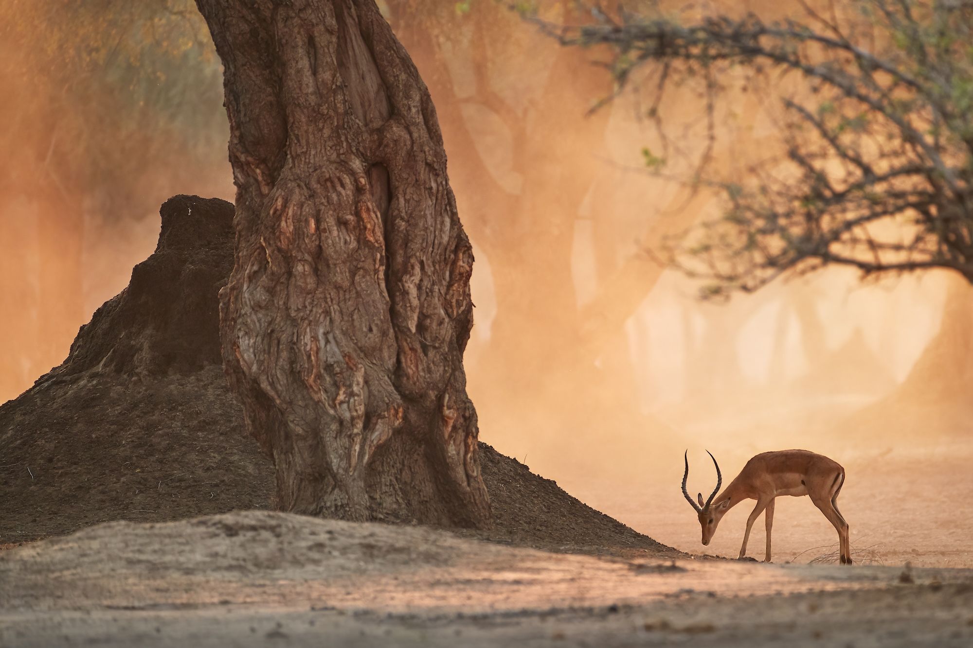 Un impala nel Mana Pools National Park, Zimbabwe ©Martin Mecnarowsk/Shutterstock