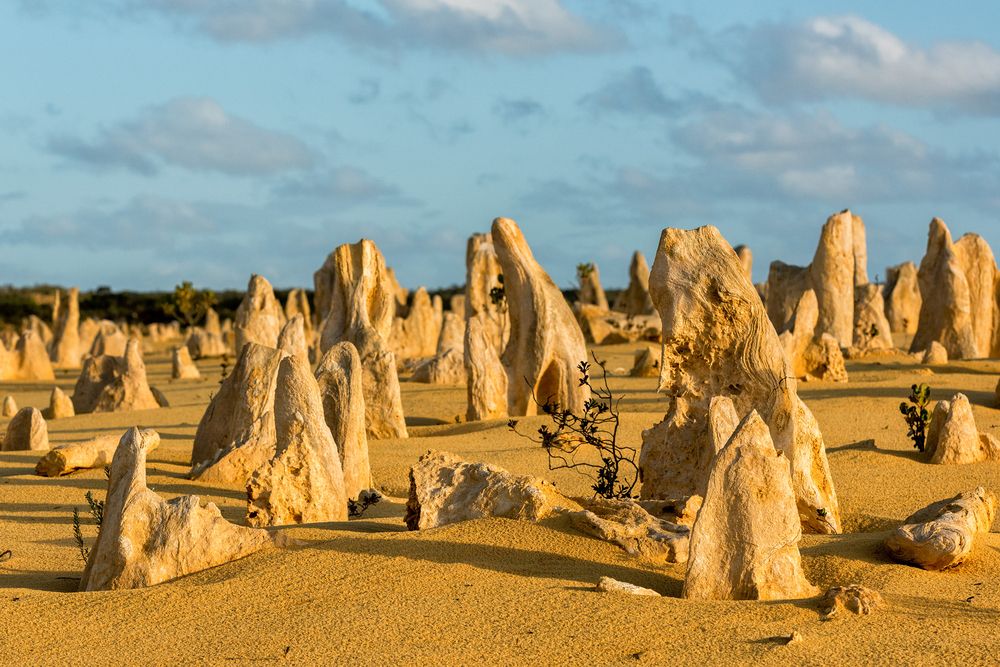 Pinnacles Desert. Credits Andrea Izzotti / Shutterstock