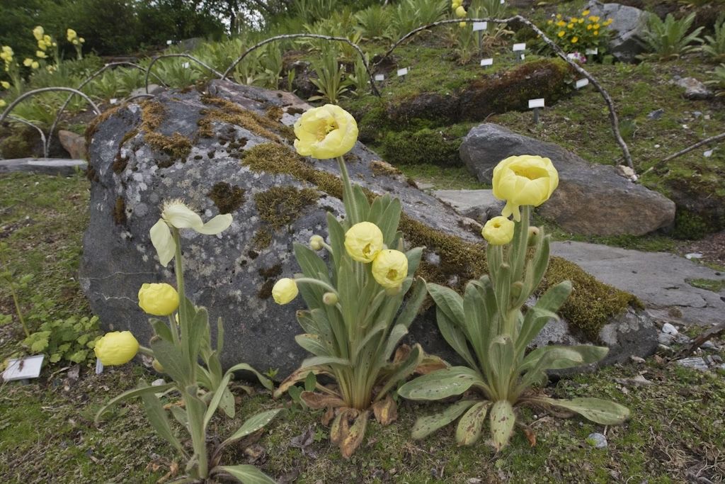 Sorprendenti fioriture al giardino botanico artico-alpino di Tromsø. © imageBROKER / Erhard Nerger / Getty Images