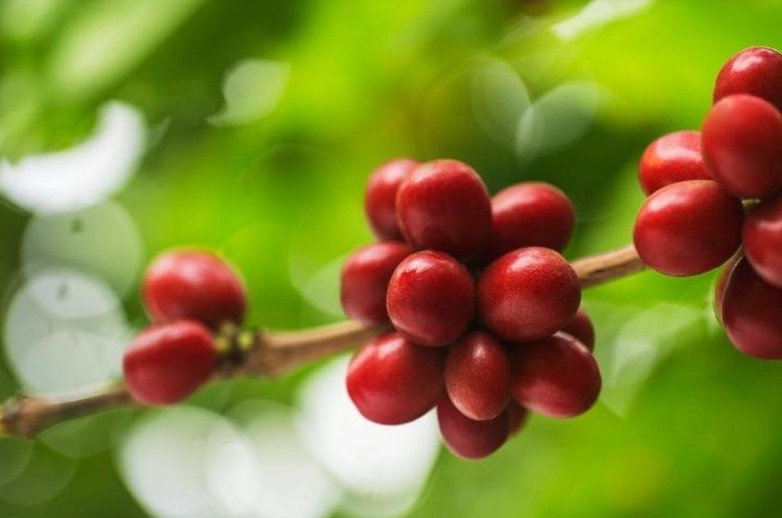 Coffee cherries Sandro Aguilar/ PROMPERÚ