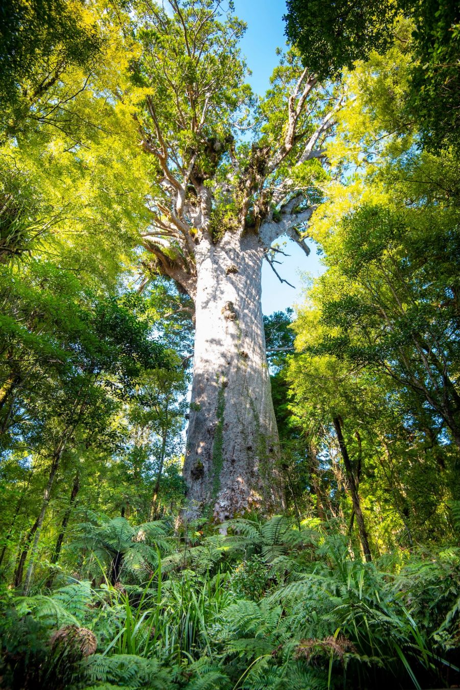 L’imponente albero di Kauri ©Adwo/Shutterstock