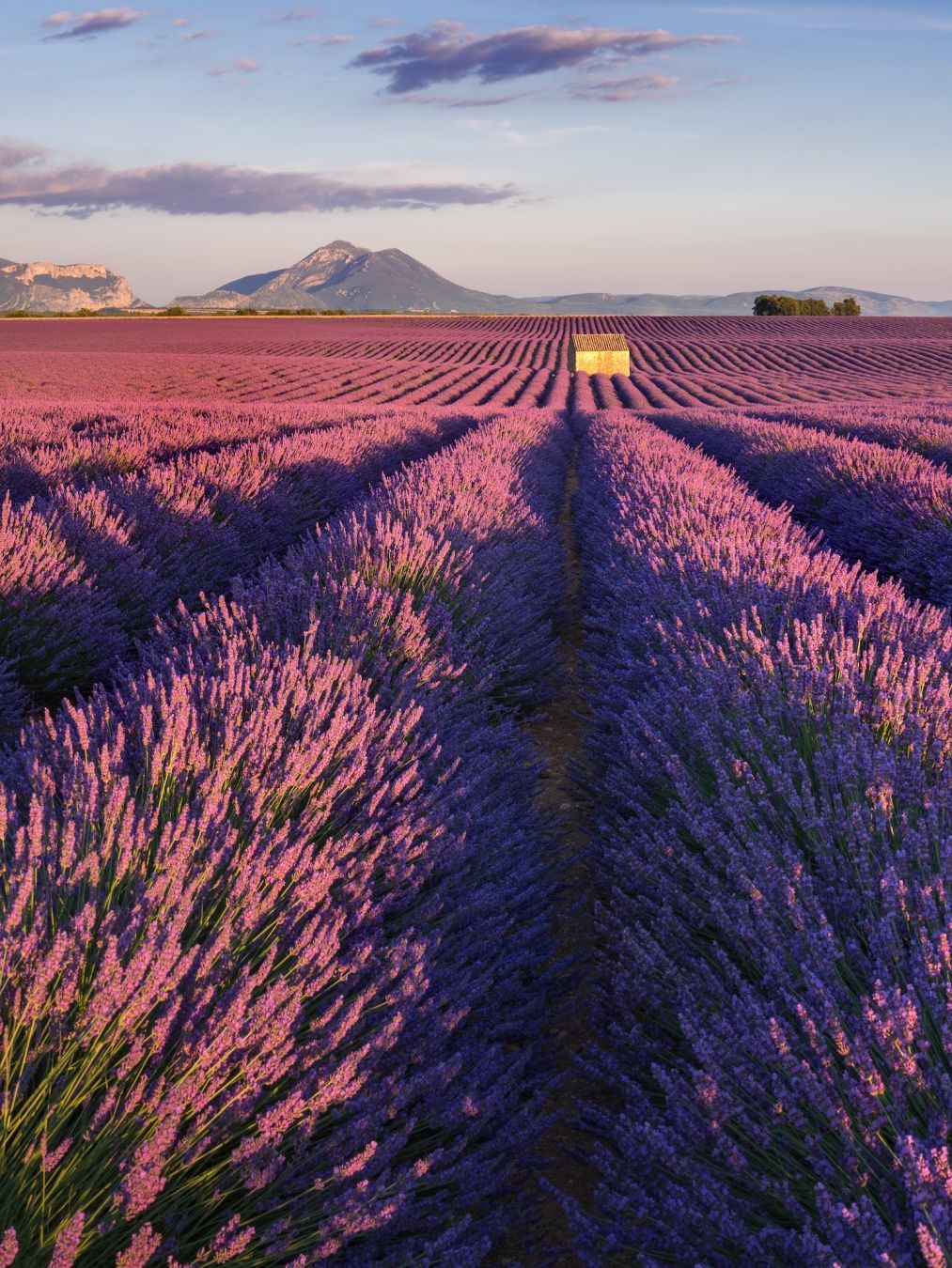 La lavanda del Plateau de Valensole © Francois Roux /Shutterstock