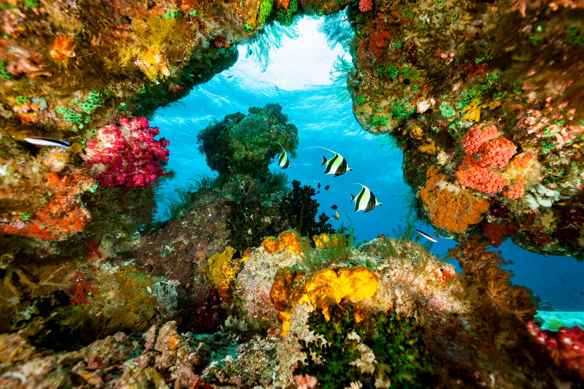 snorkeling a raja ampat, indonesia
