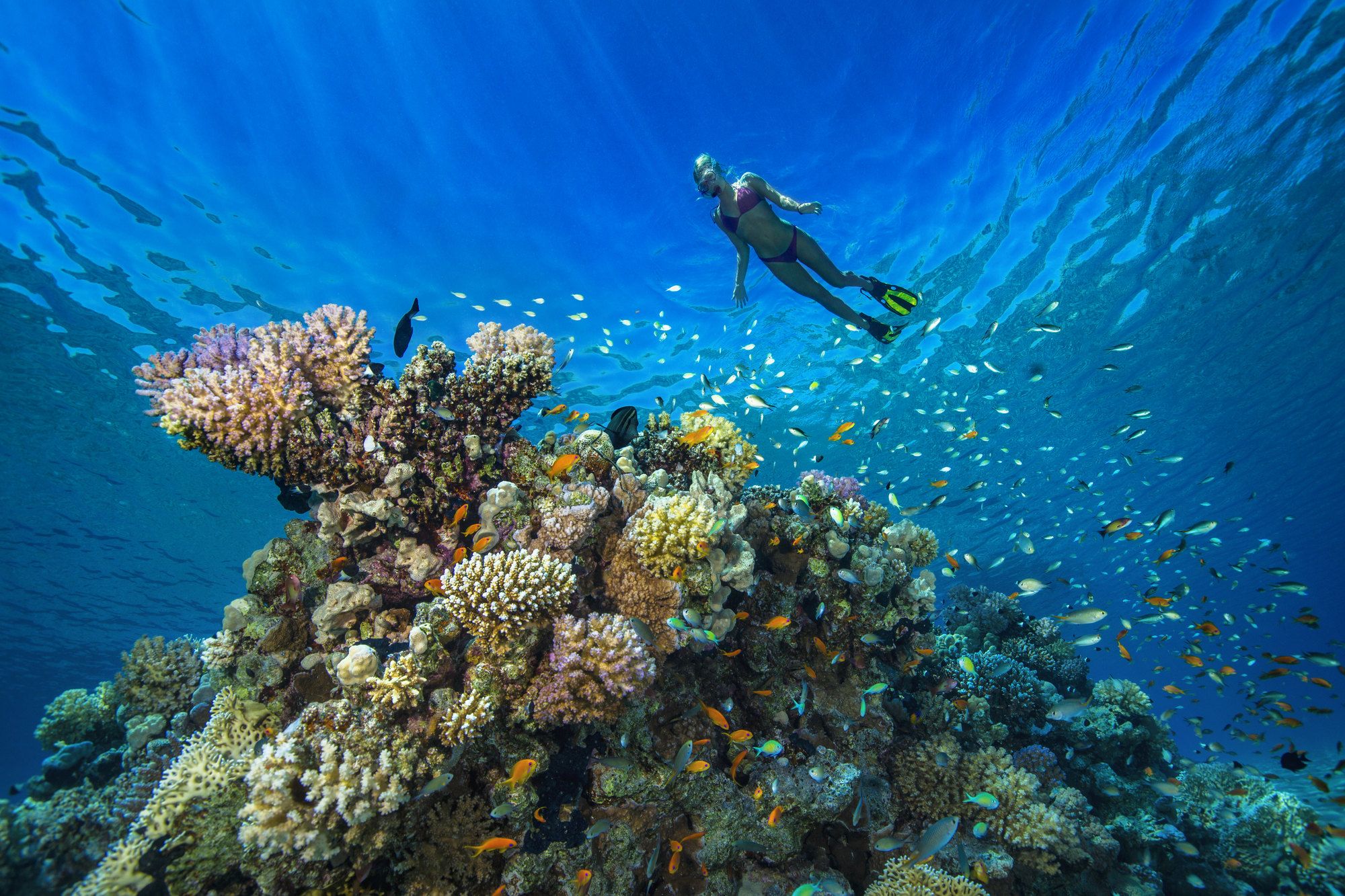 La bellezza di fare snorkeling in uno dei tanti siti nei pressi di Hurghada, lungo la Costa del Mar Rosso ©Westend61/Getty Images