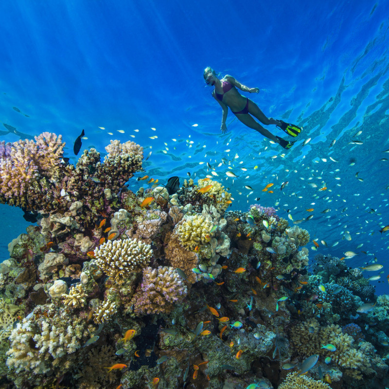 La bellezza di fare snorkeling in uno dei tanti siti nei pressi di Hurghada, lungo la Costa del Mar Rosso ©Westend61/Getty Images