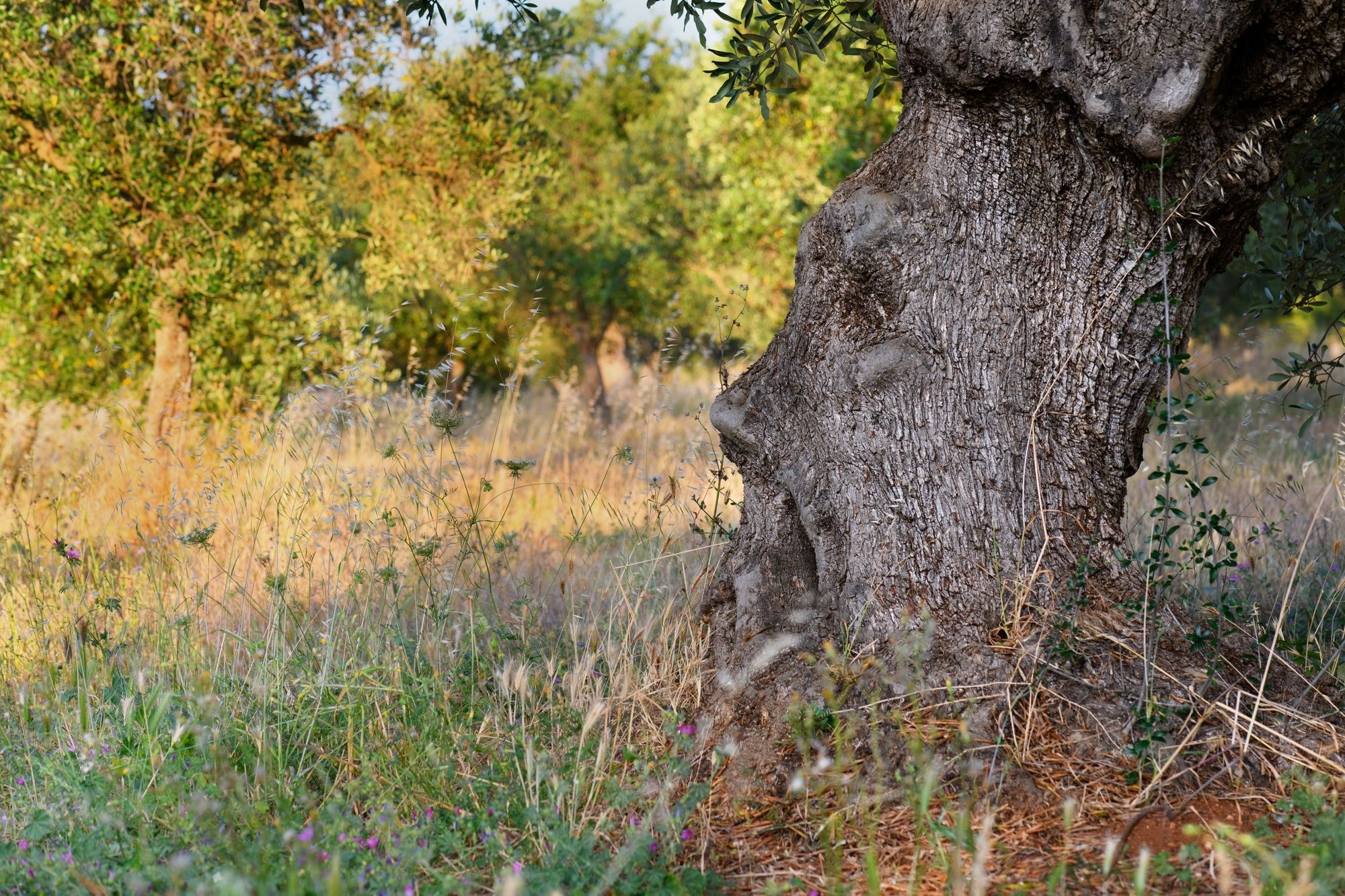 Gli alberi monumentali sono testimoni del tempo ©Anna Fedorova_it / Shutterstock