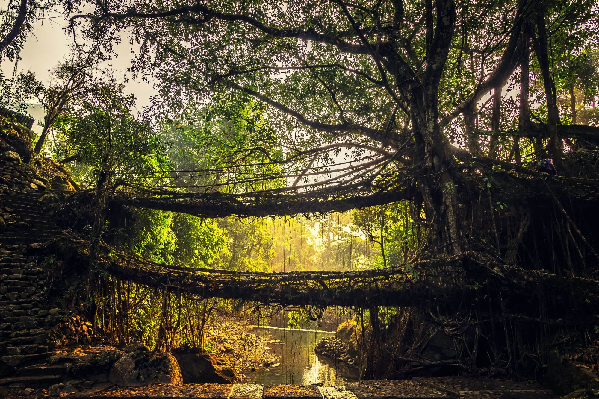 Il ponte vivente presso il villaggio di Nongriat nel Meghalaya. © Abhijeet Khedgikar/Shutterstock