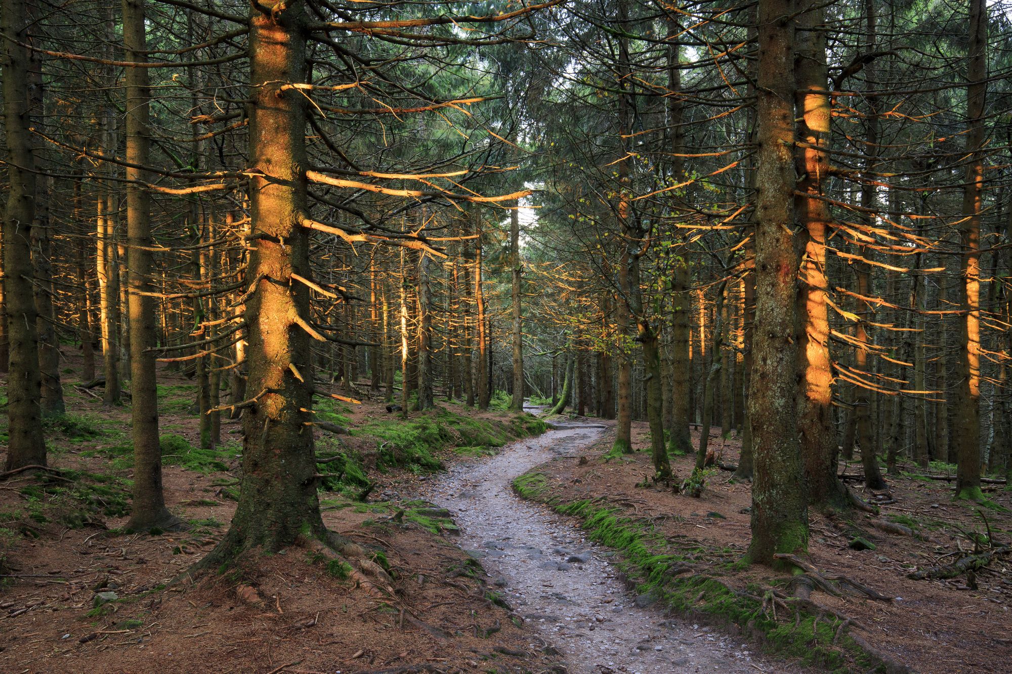 Un sentiero che attraversa la Foresta Nera ©Ronald Wittek/Getty Images
