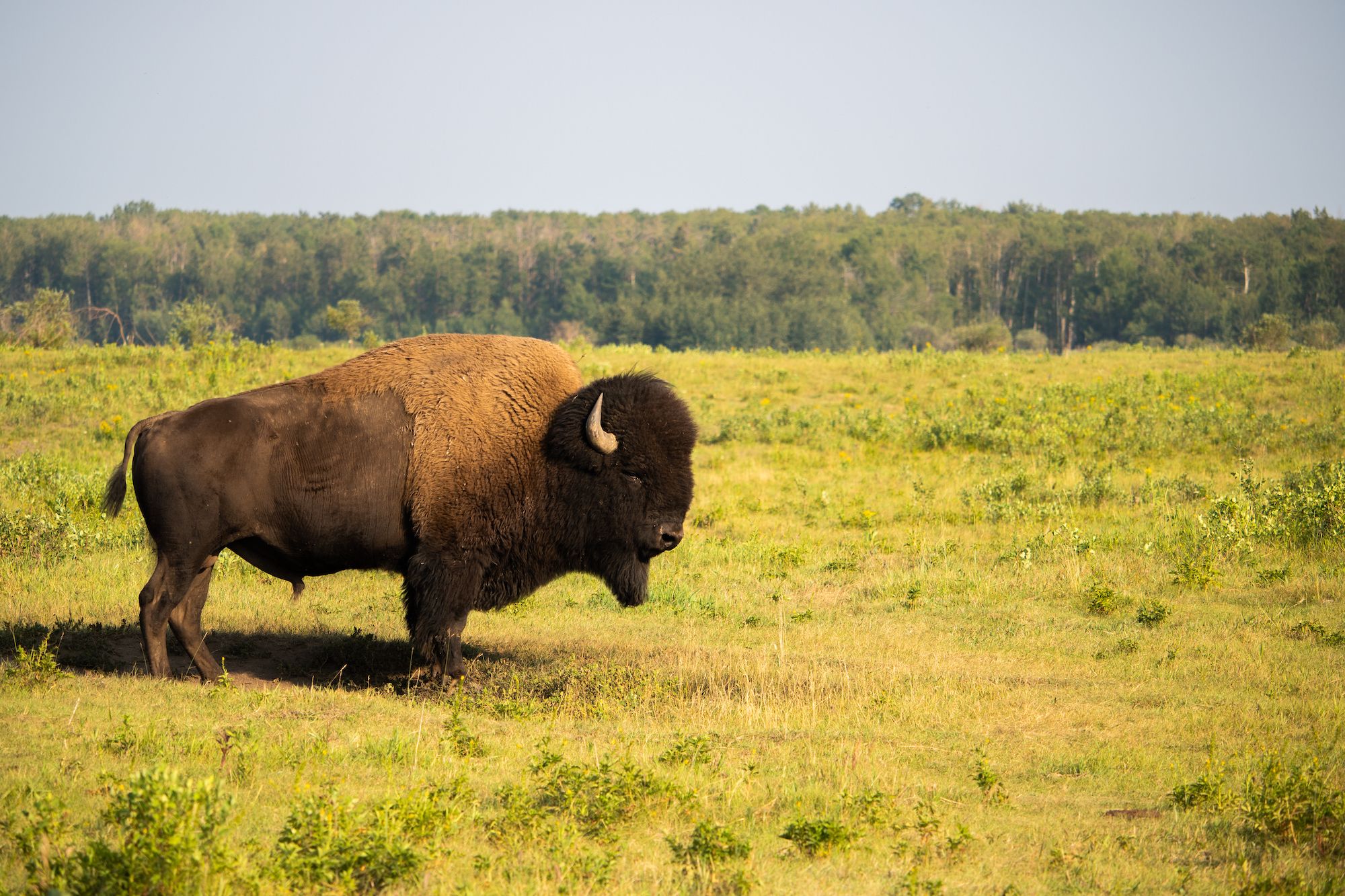 Il bisonte è considerato una "specie chiave" delle immense pianure canadesi ©Chris971