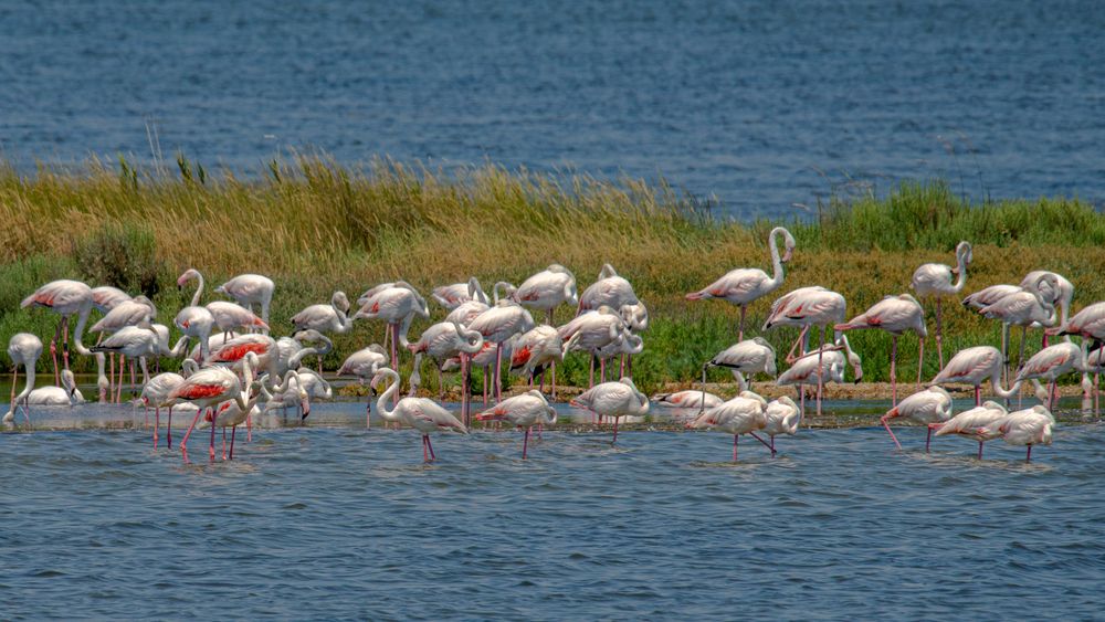 Albarella, appuntamento con i fenicotteri rosa. Credits Marco B. photoexperience / Shutterstock