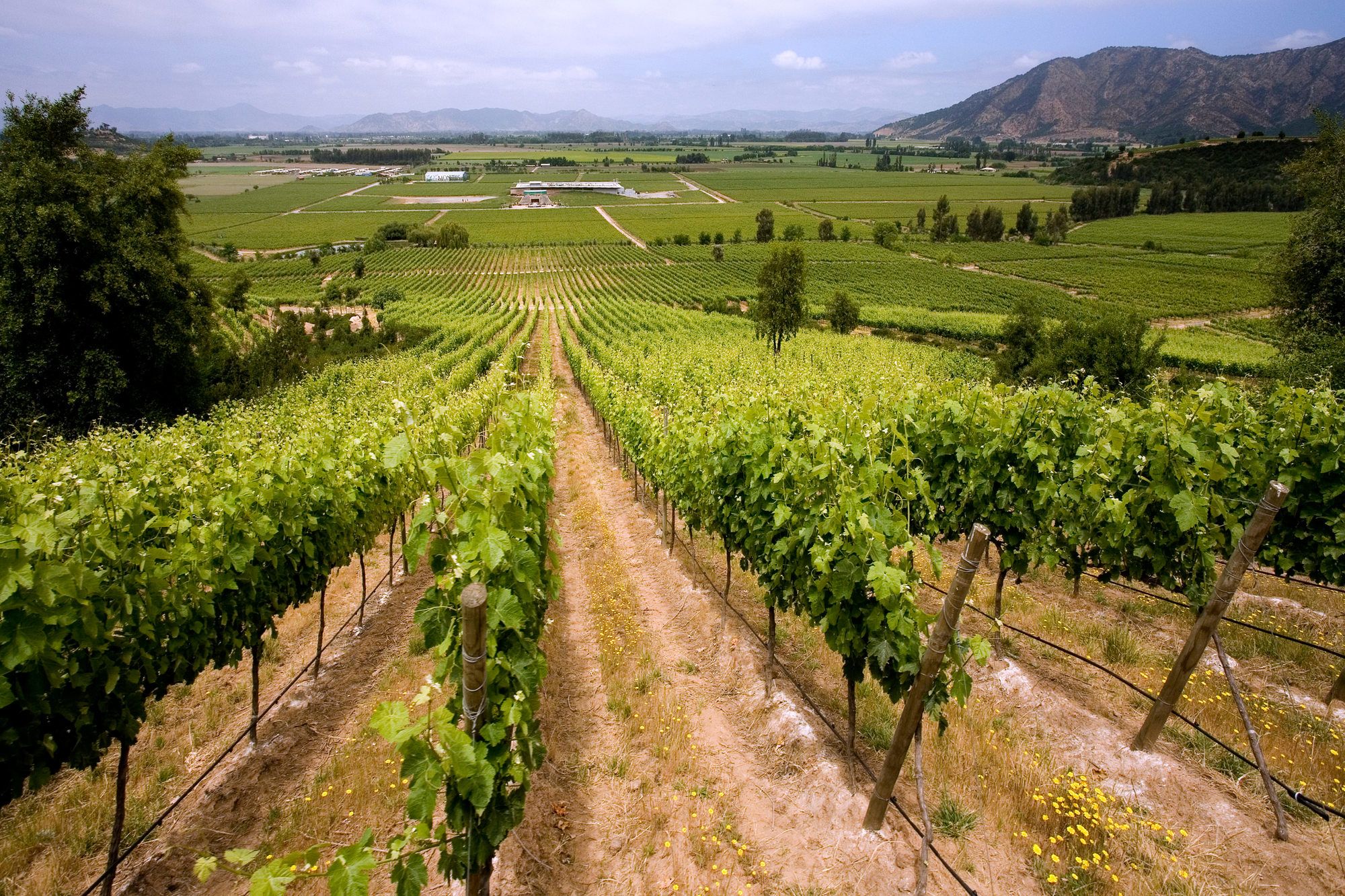Vigneti vicino a Santa Cruz, nella Valle di Colchagua, Cile ©Steve Allen/Shutterstock