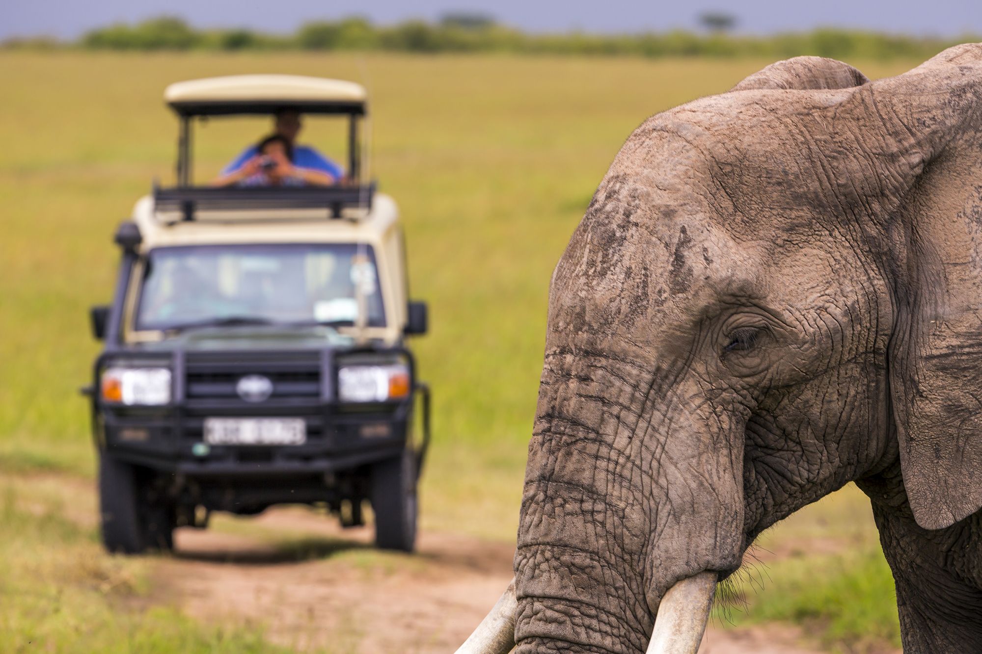 Elefante avvistato durante il safari