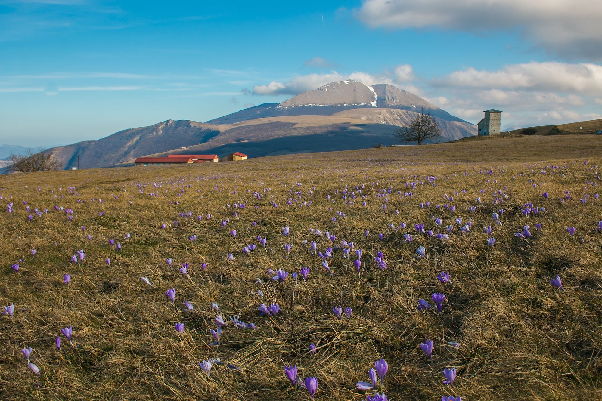 I fiori colorano il Monte Petrano ©Buffy1982