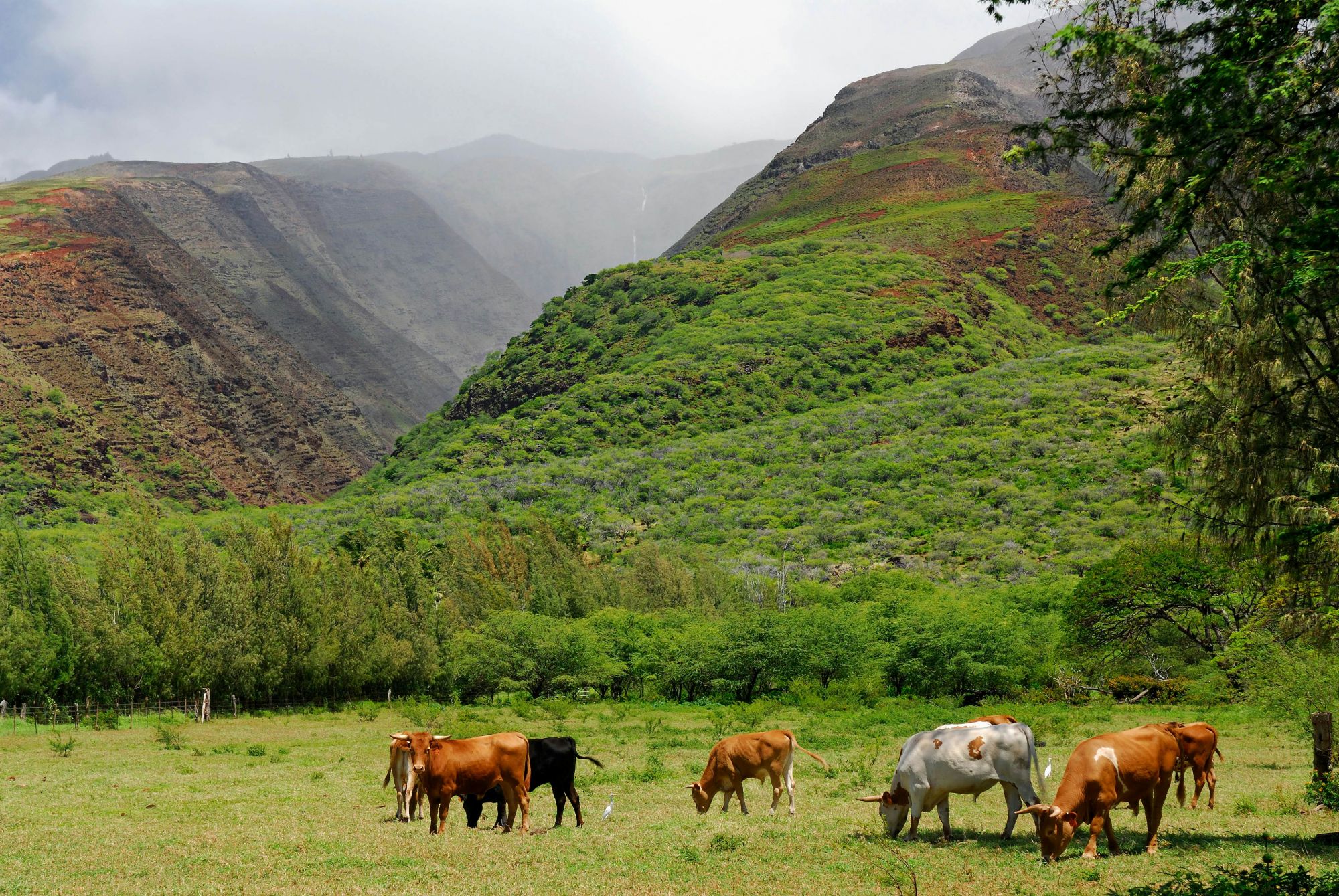 Bestiame al pascolo vicino a Kamalo Gulch, sull’isola di Moloka‘i. © Reimar/Shutterstock
