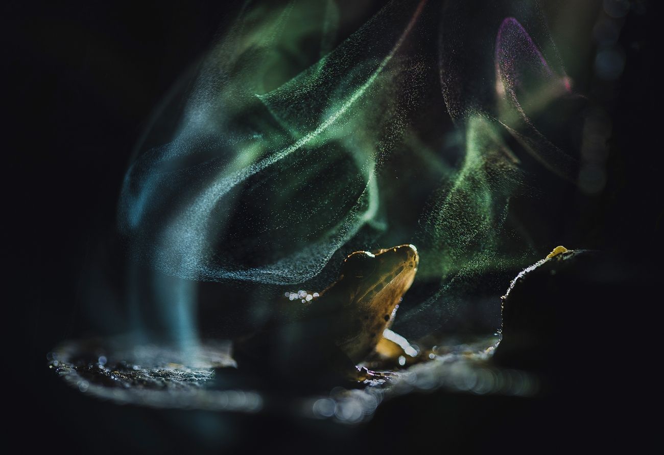 The Celestial Frog ©Shivang Mehta
