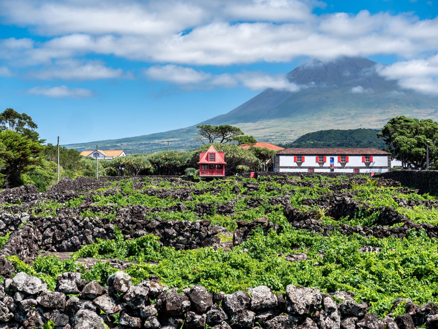 I vigneti di Pico, alle Azzorre © UschiDaschi/Shutterstock