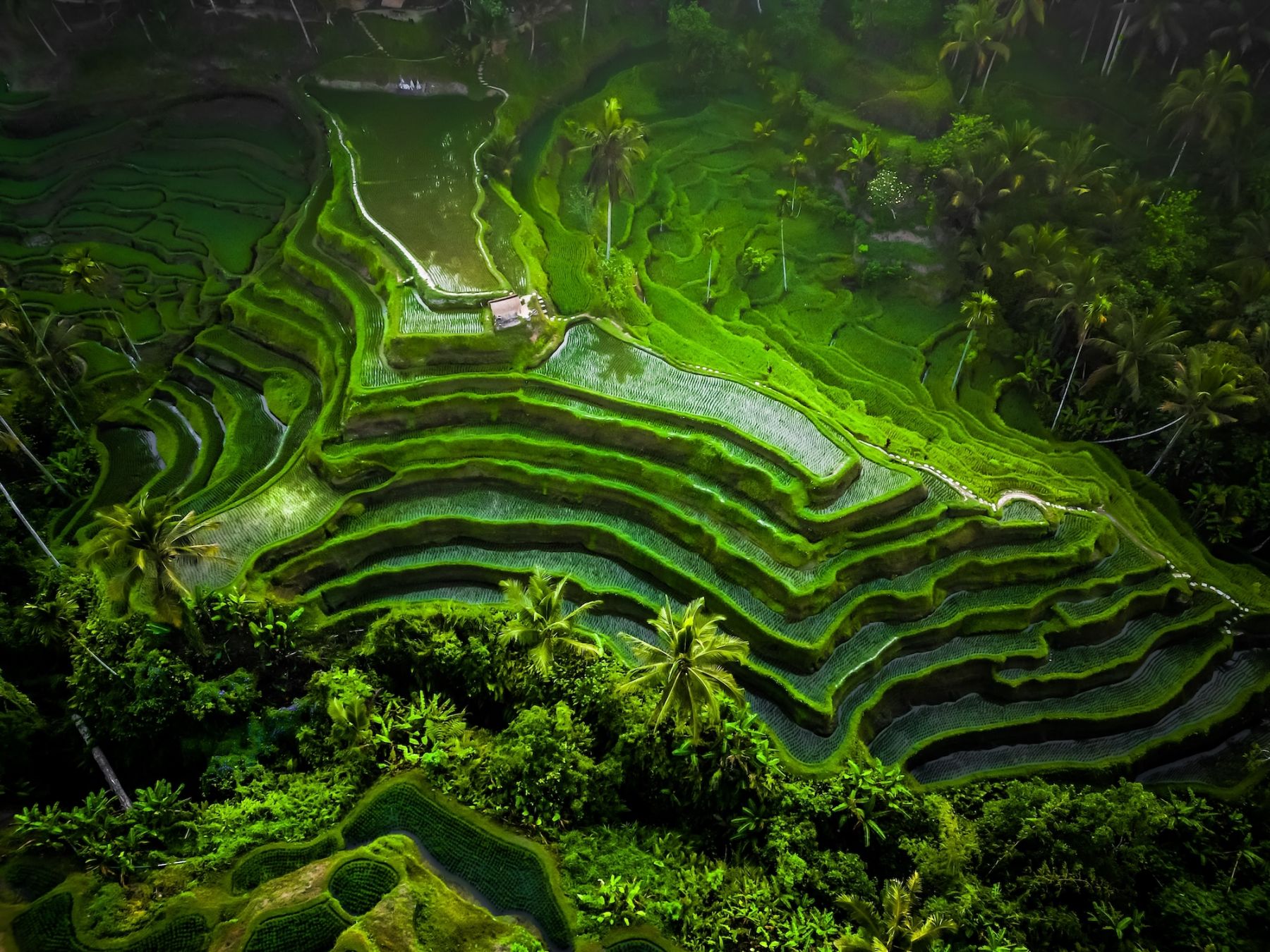 Le risaie di Tegallalang ©Rizky Ade Jonathan/Shutterstock