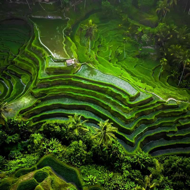 Le risaie di Tegallalang  ©Rizky Ade Jonathan/Shutterstock