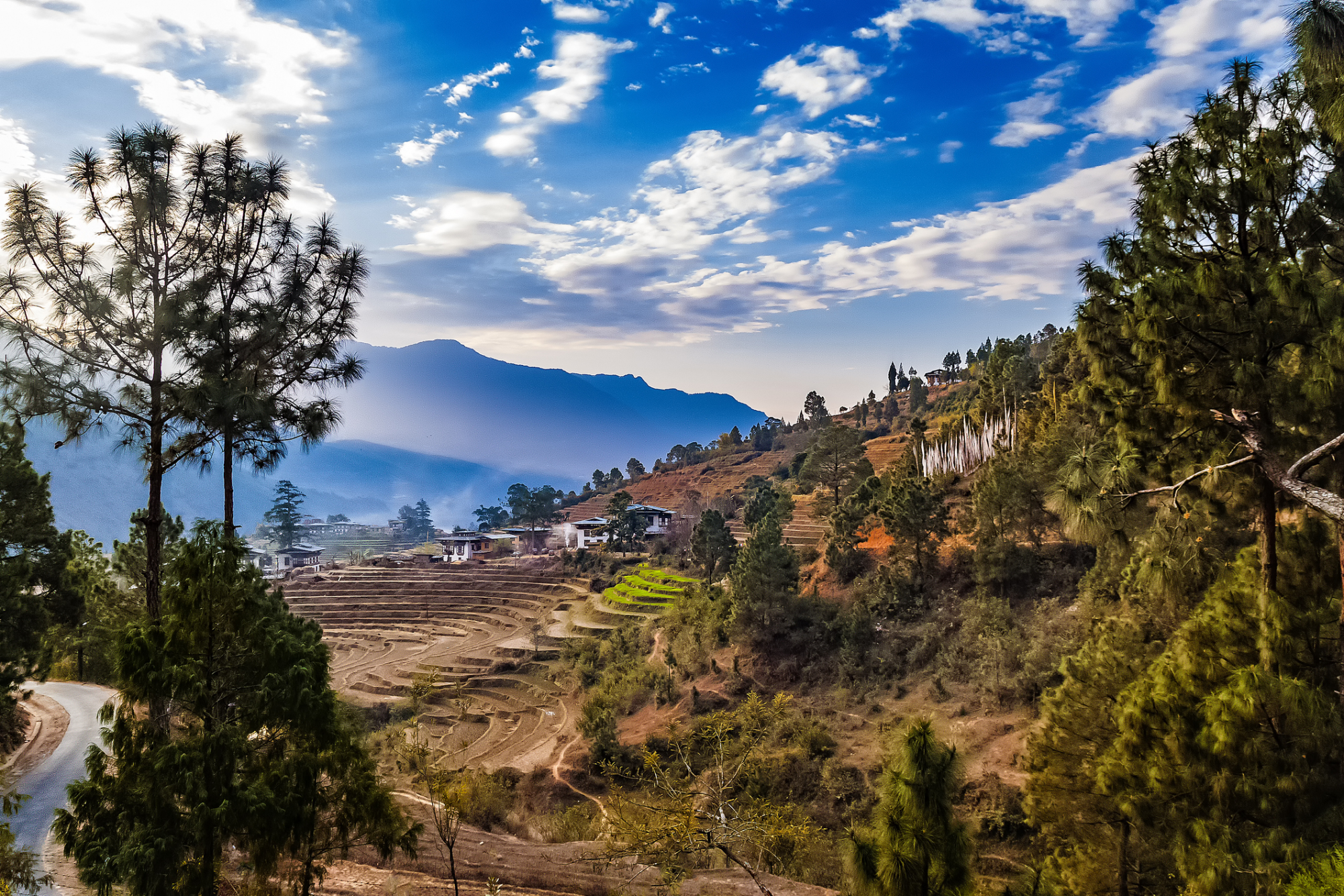 I terrazzamenti coltivati a riso a Punakha ©Getty Images/iStockphoto