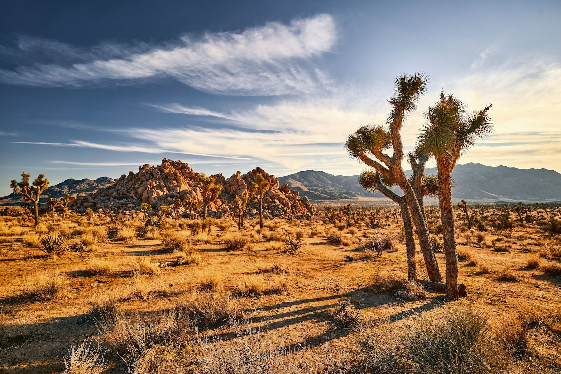 Joshua Tree National Park. Credits Easyturn / Visitcalifornia.com