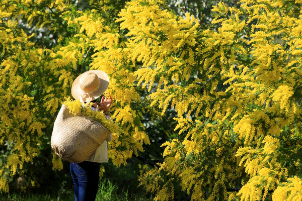 La mimosa a Mandelieu-La Napoule© Camille Moirenc / OTC Mandelieu