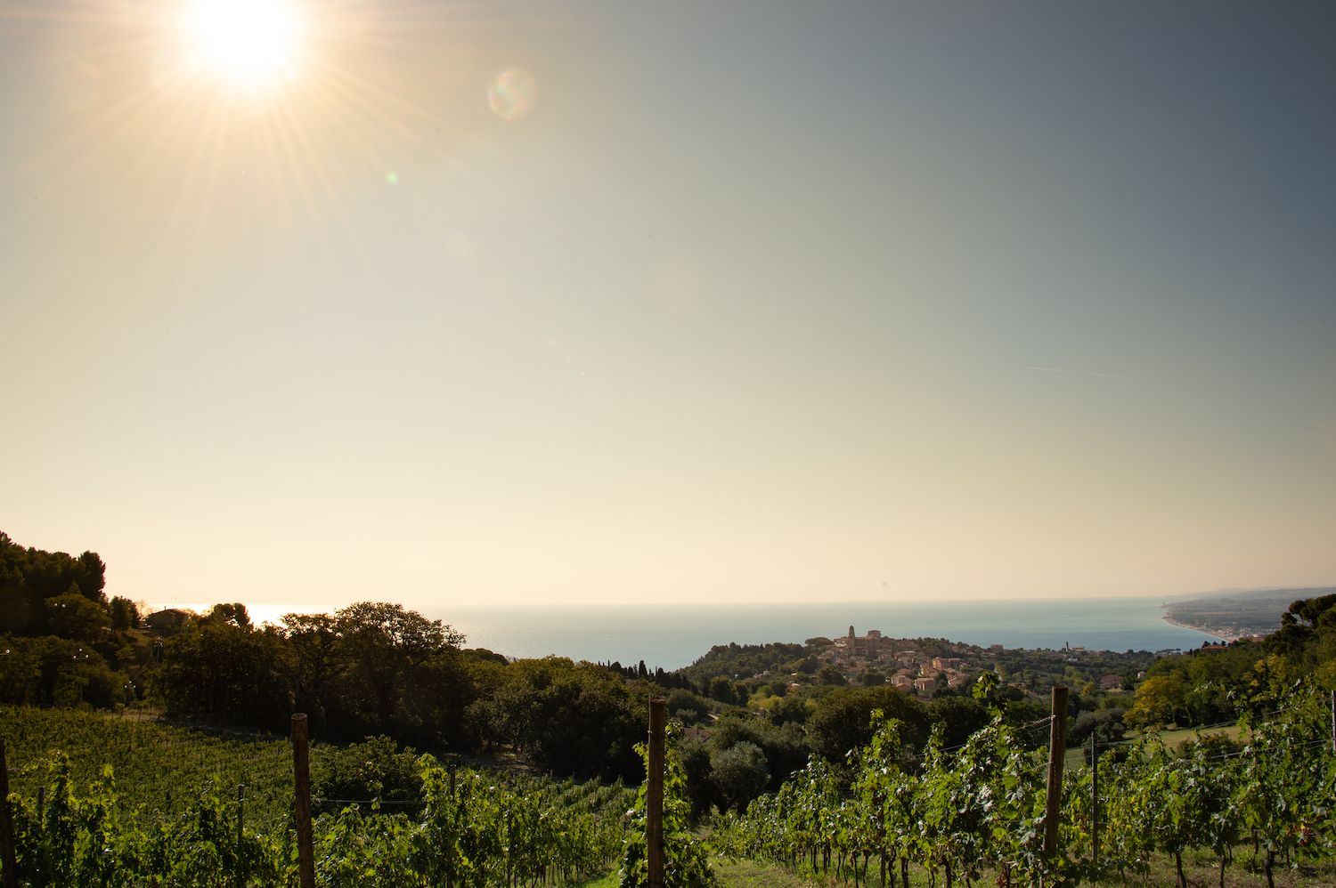 A tu per tu con i vigneti sul Conero di Umani Ronchi. Credits Umani Ronchi