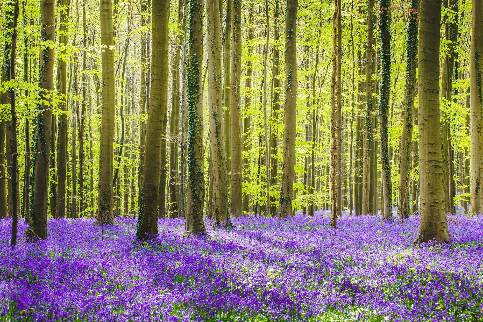 la magia della foresta di Hallerbos ©Stefano Termanini/Shutterstock