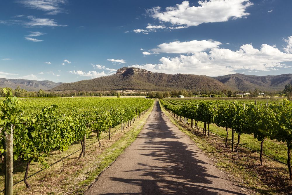 Hunter Valley. Credits Andrey Bayda / Shutterstock