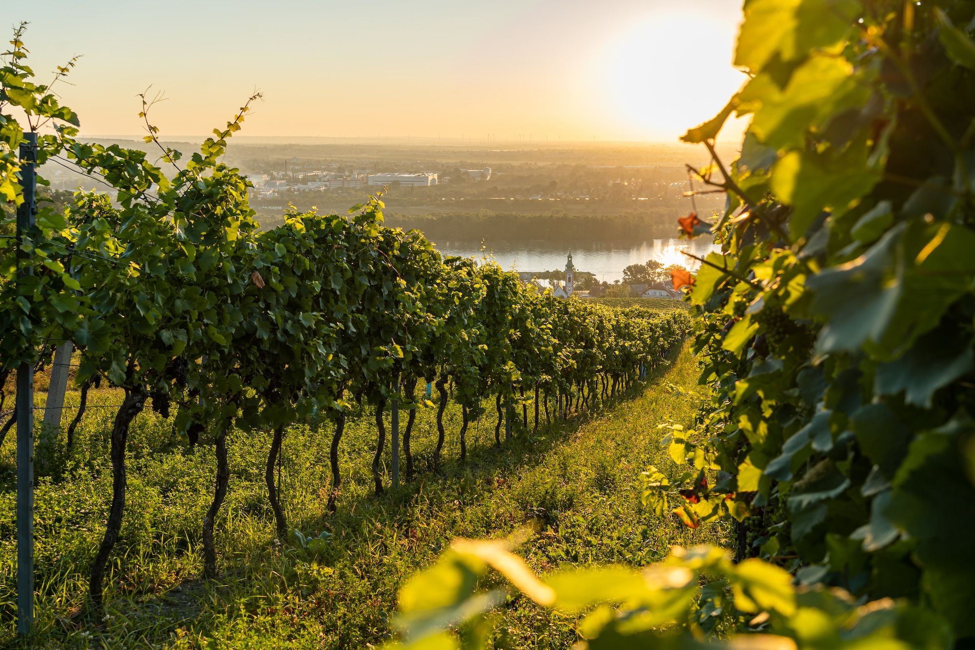 Un vigneto a Kahlenbergerdorf © Michael Wapp
/Shutterstock