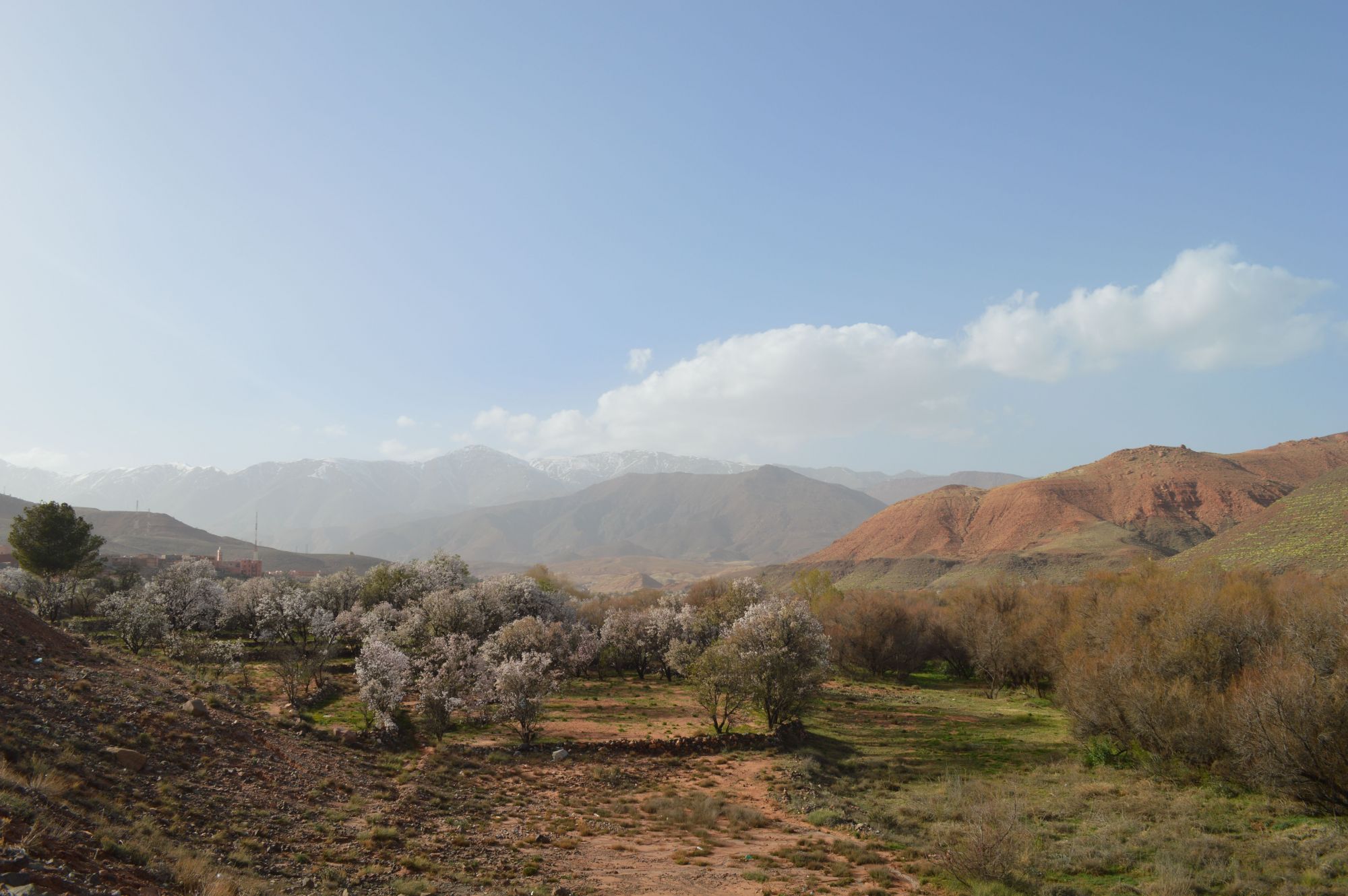 Mandorli in fiore nei dintorni di Tafraoute