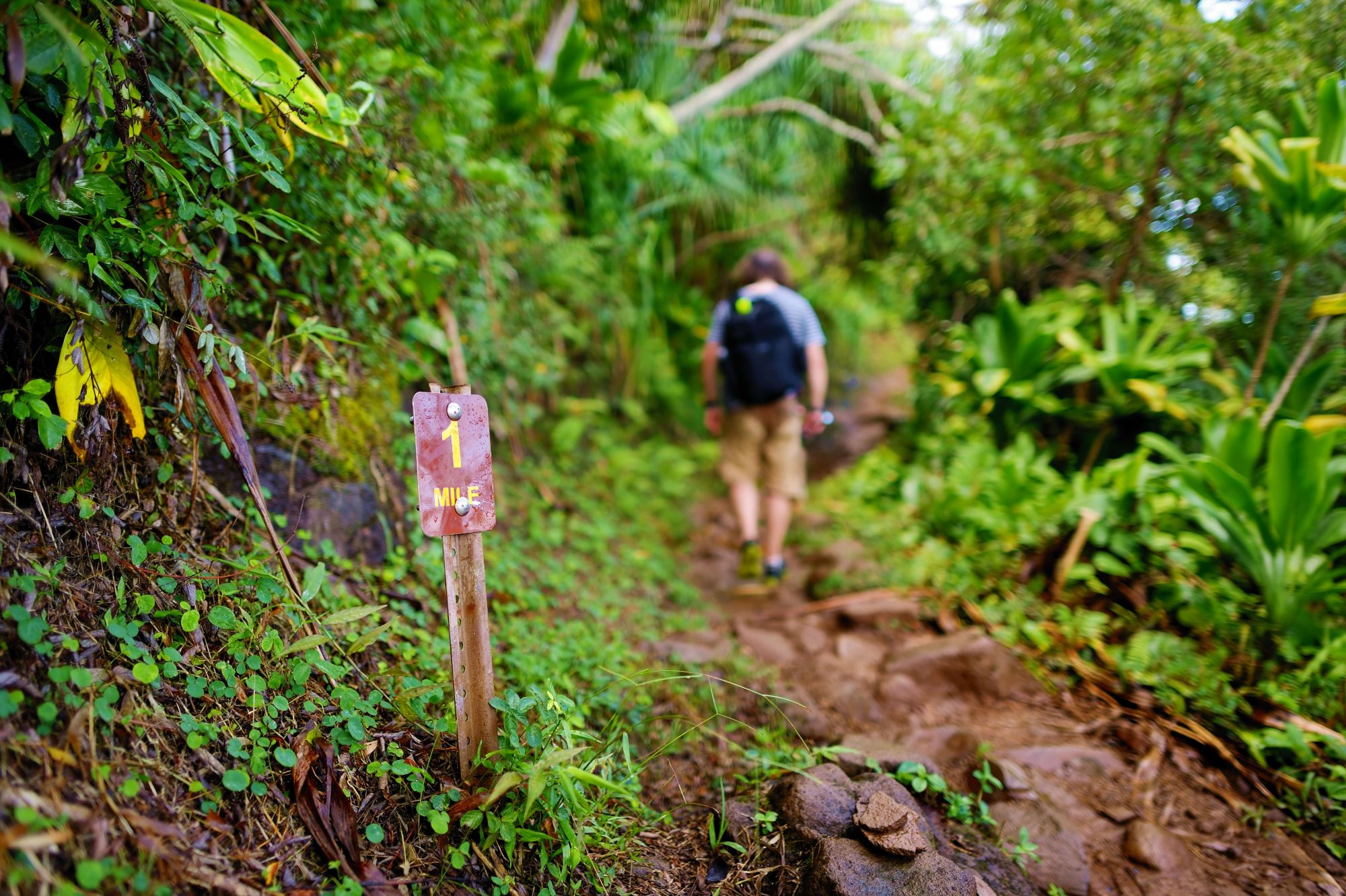 Escursionista di spalle sul primo miglio del Kalalau Trail alle Hawaii