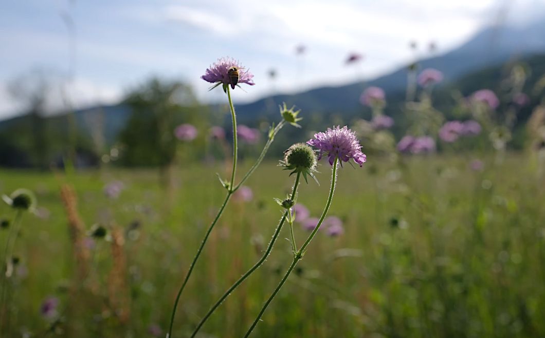 Valchiusella, un tesoro di fiori ed erbe