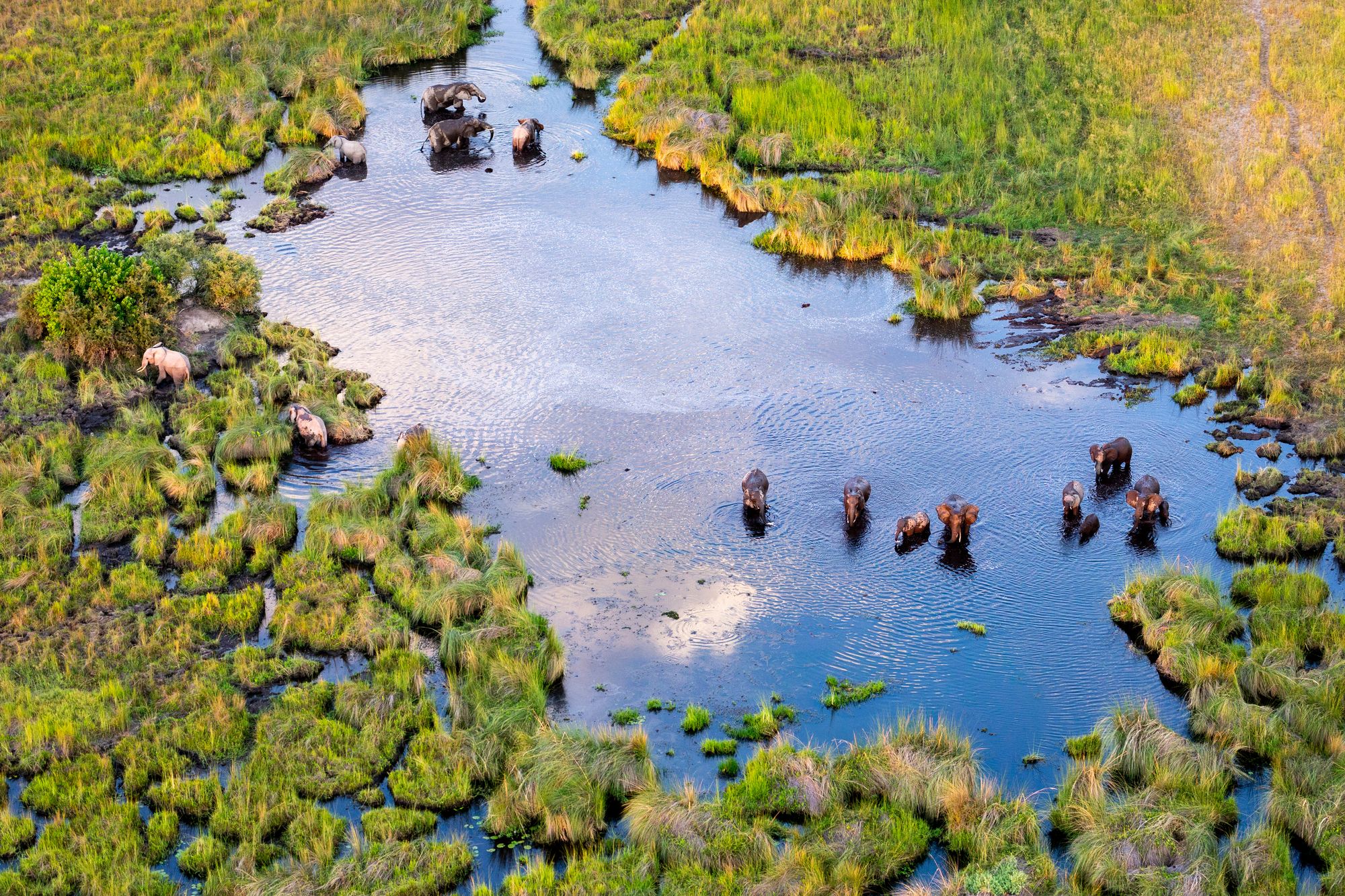 Il Botswana è casa di oltre 200.000 esemplari di elefanti che vivono in libertà ©Shutterstock