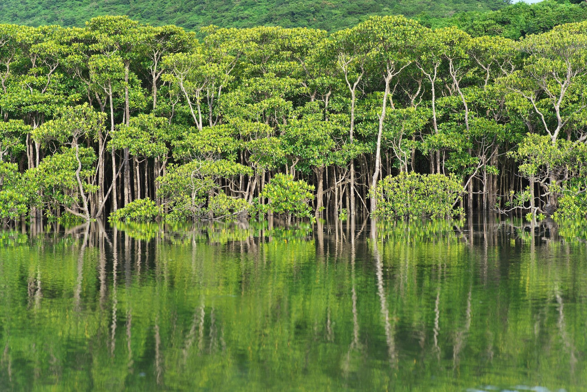 Una foresta di mangrovie sul fiume Maira nelle isole Iriomote @Khun Ta/Shutterstock