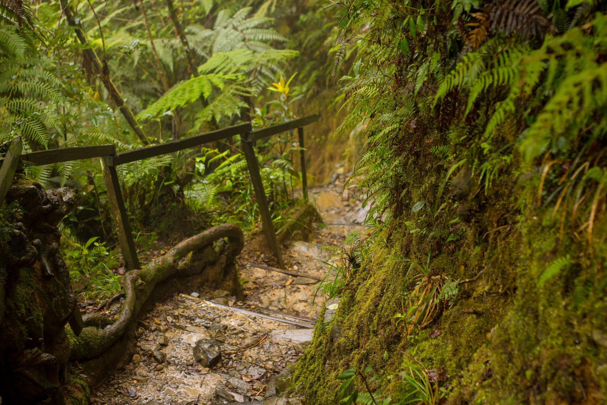 Sentiero che attraversa la giungla tropicale sul Monte Kinabalu, nel Borneo malese ©j-shep/Getty Images