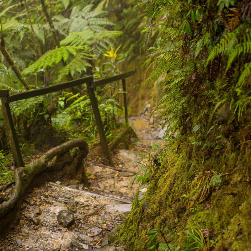 Sentiero che attraversa la giungla tropicale sul Monte Kinabalu, nel Borneo malese ©j-shep/Getty Images