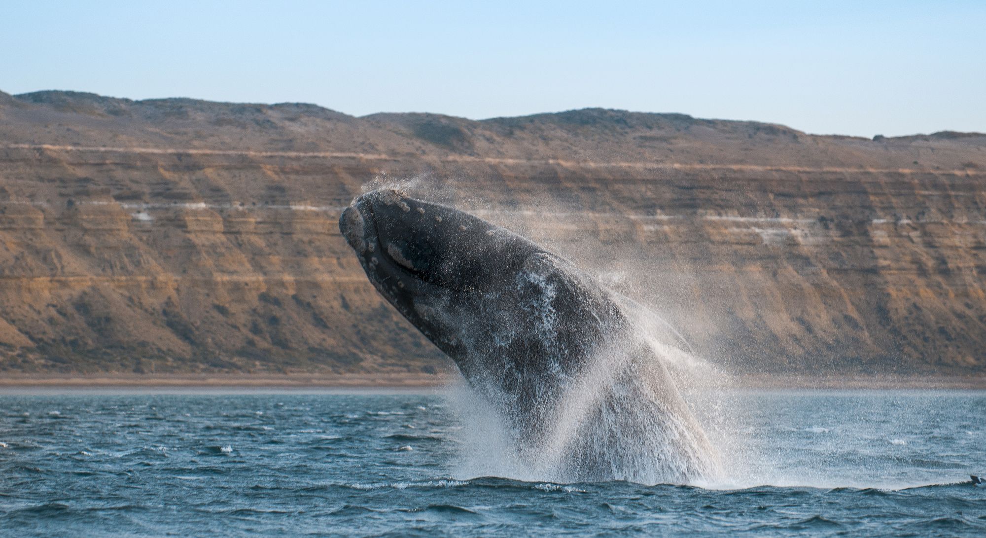 Una balena nella Penisola di Valdés, Argentina ©Foto4440/Getty Images