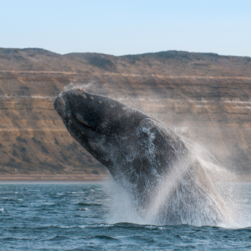 Una balena nella Penisola di Valdés, Argentina ©Foto4440/Getty Images