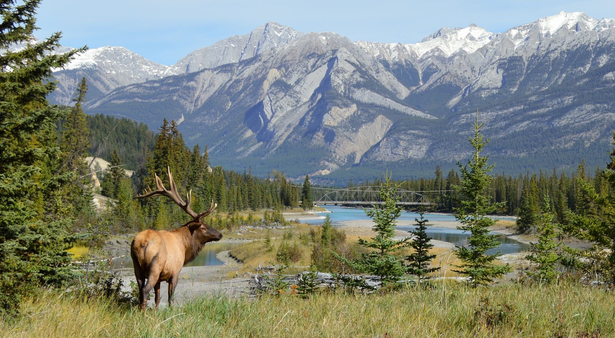 Un alce nel parco nazionale Jasper, Alberta ©Weekend Warrior Photos  /Shutterstock
