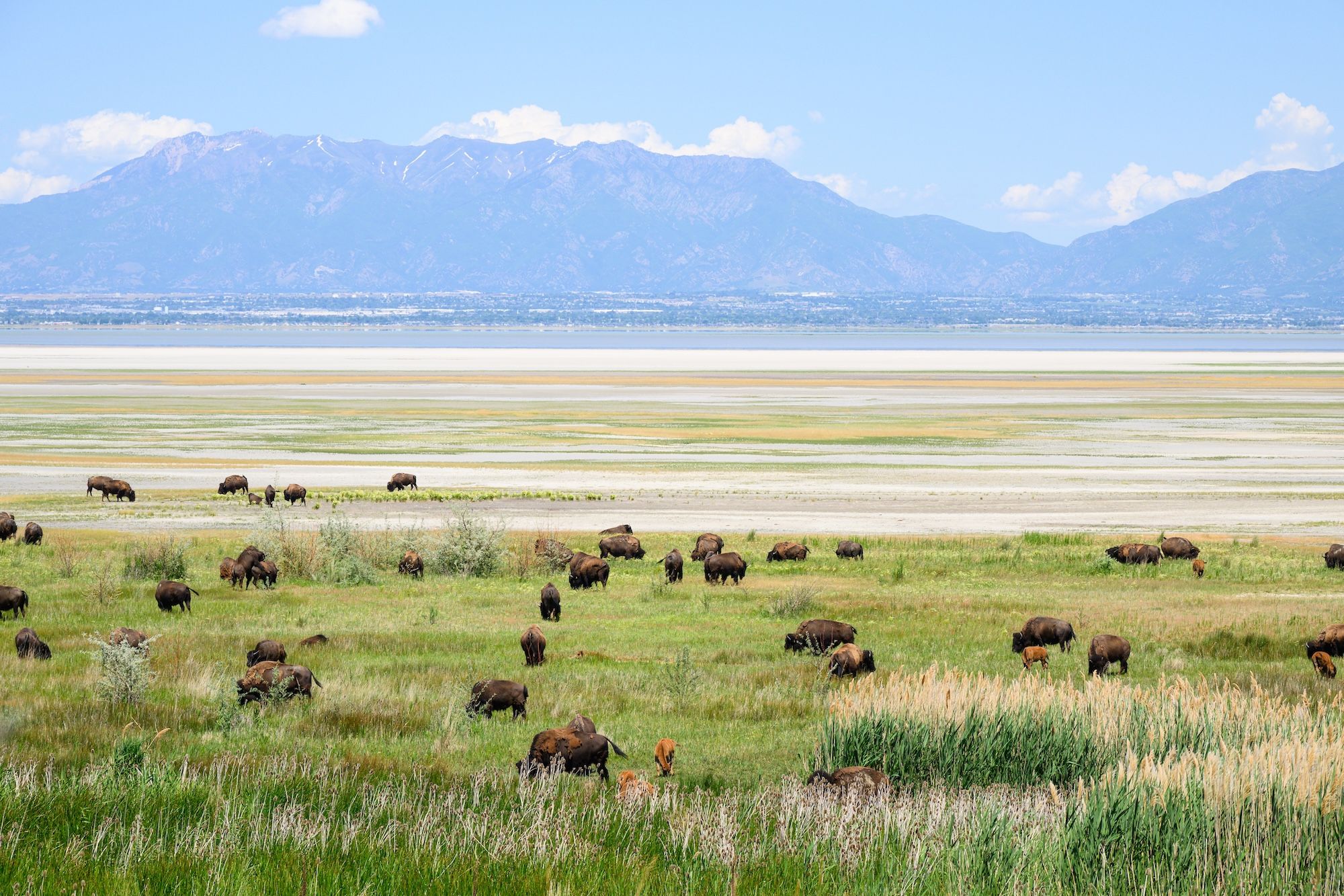 Ogni anno, ad ottobre, si tiene il Bison Roundup ©Ian Dewar Photography /Shutterstock