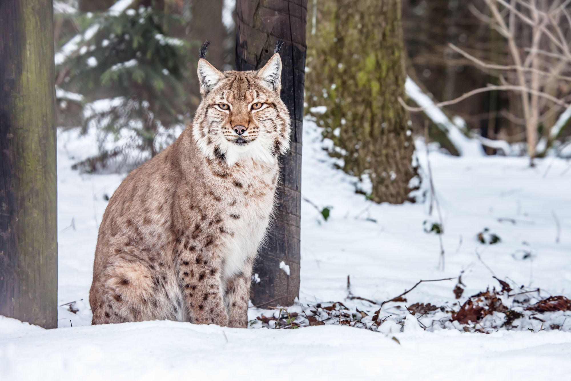 Un esemplare di Lince, (Lynx lynx carpathicus), endemica di quest’area della Romania ©DSLR/Shutterstock