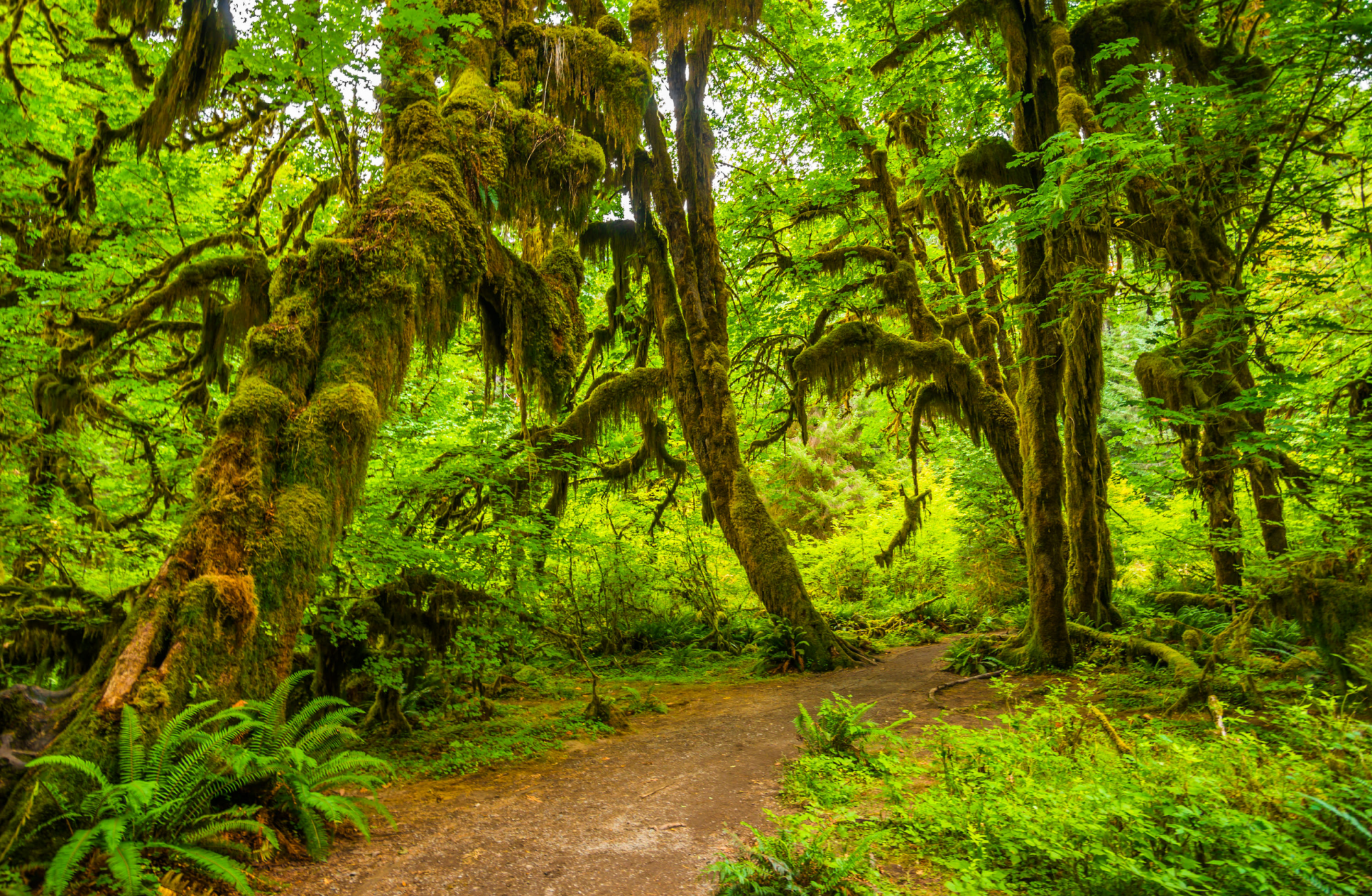 Olympic National Park, usa