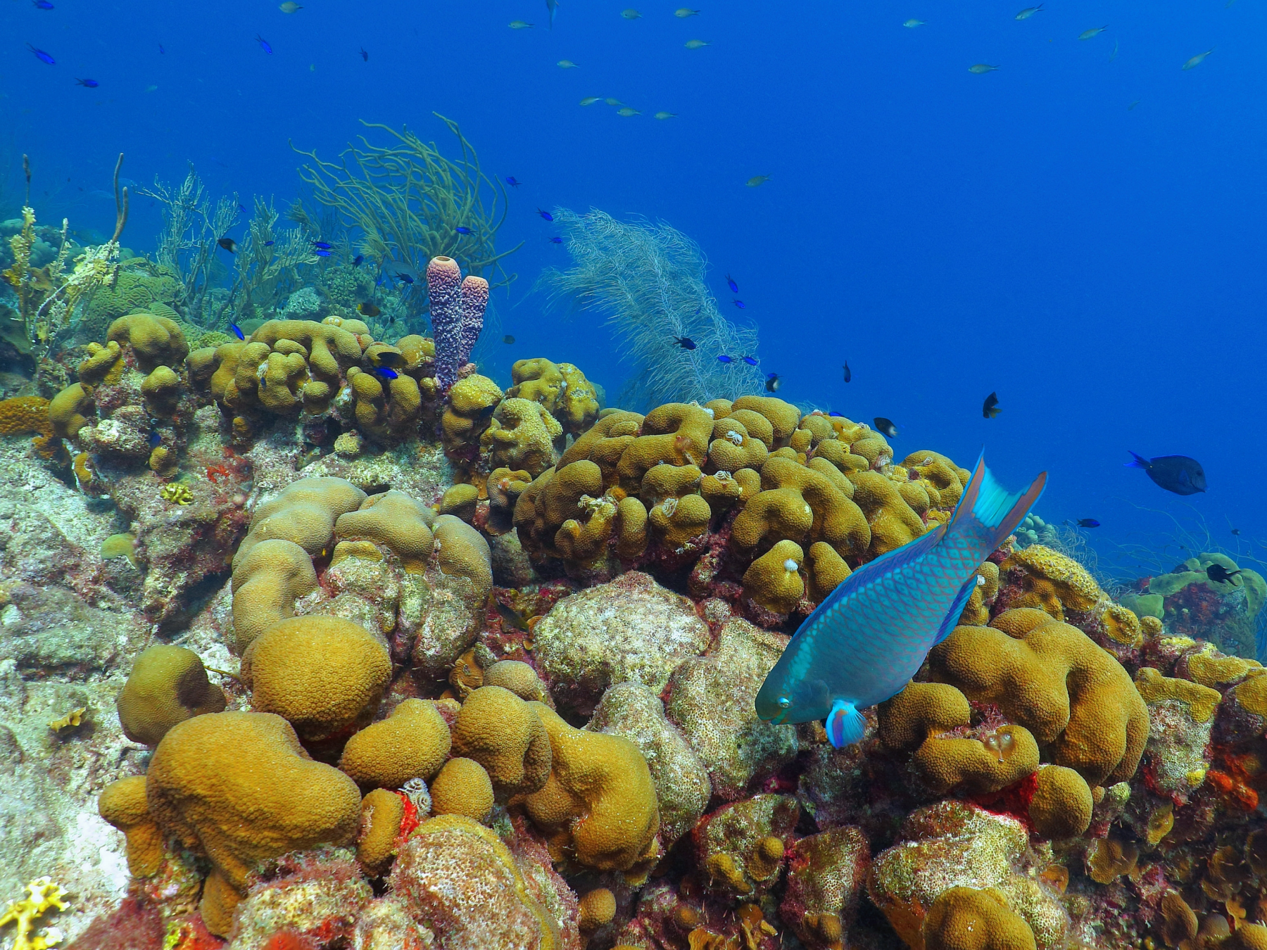 snorkeling dominica