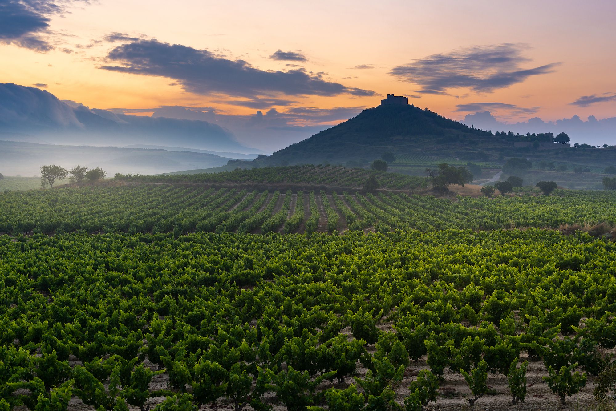 Un vigneto nella Rioja ©Alberto Loyo/Shutterstock