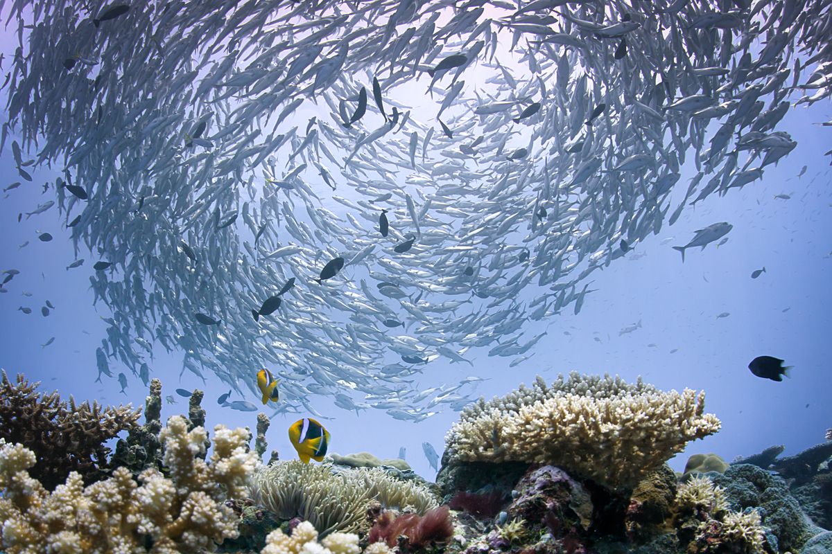 repubblica di Palau micronesia