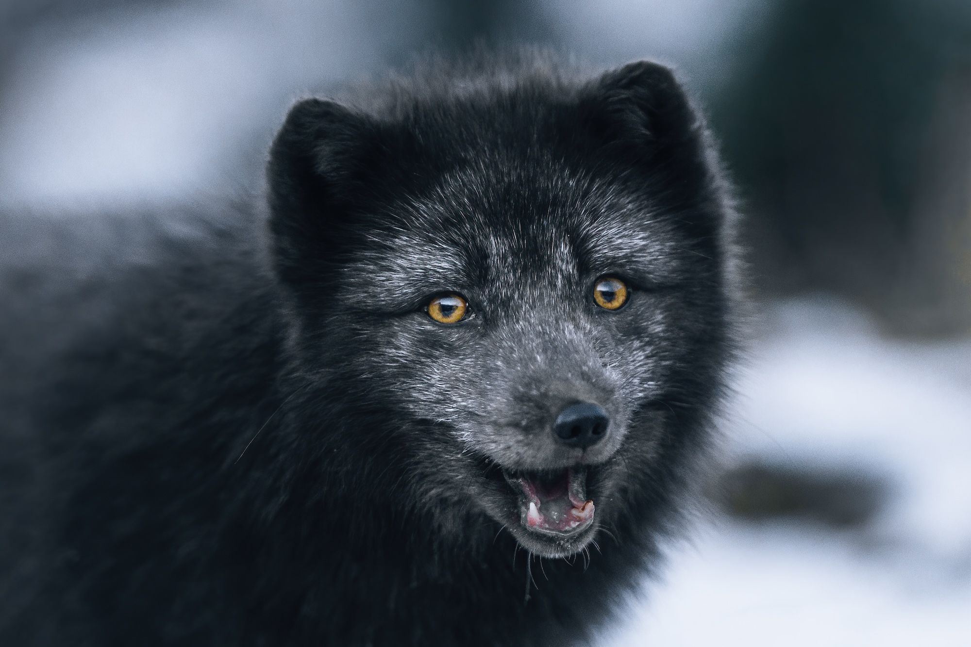 Un cucciolo di volpe artica avvistato nei Westfjord © Dominika Milek