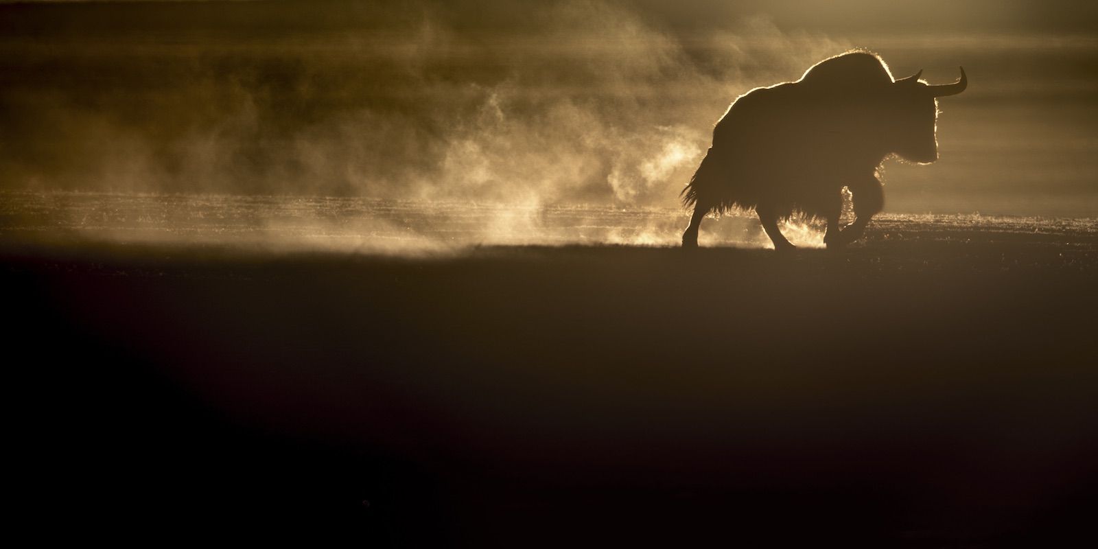 L'incedere maestoso di uno yak © Vincent Munier