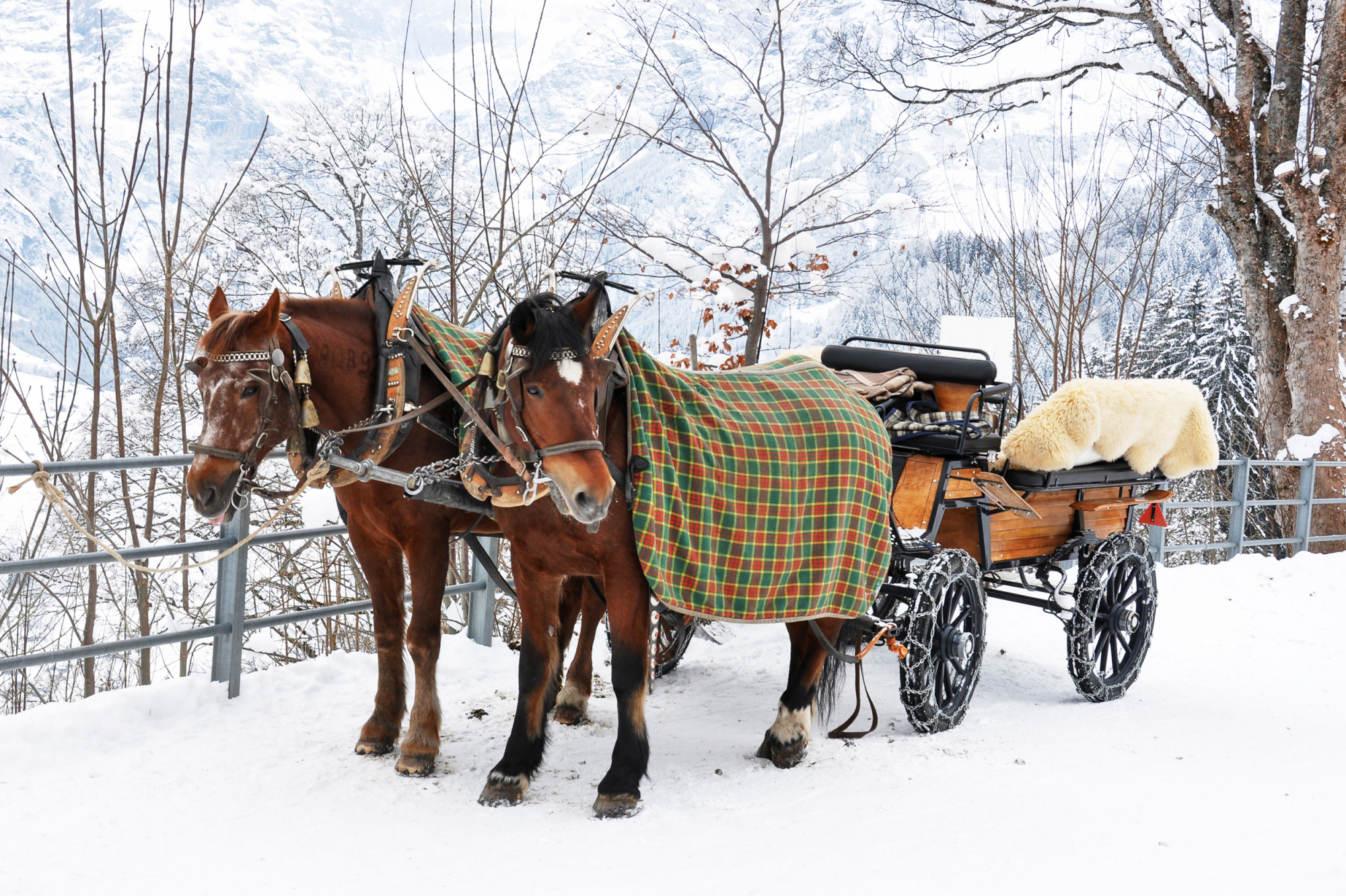 carrozze trainate da cavalli, braunwald, svizzera