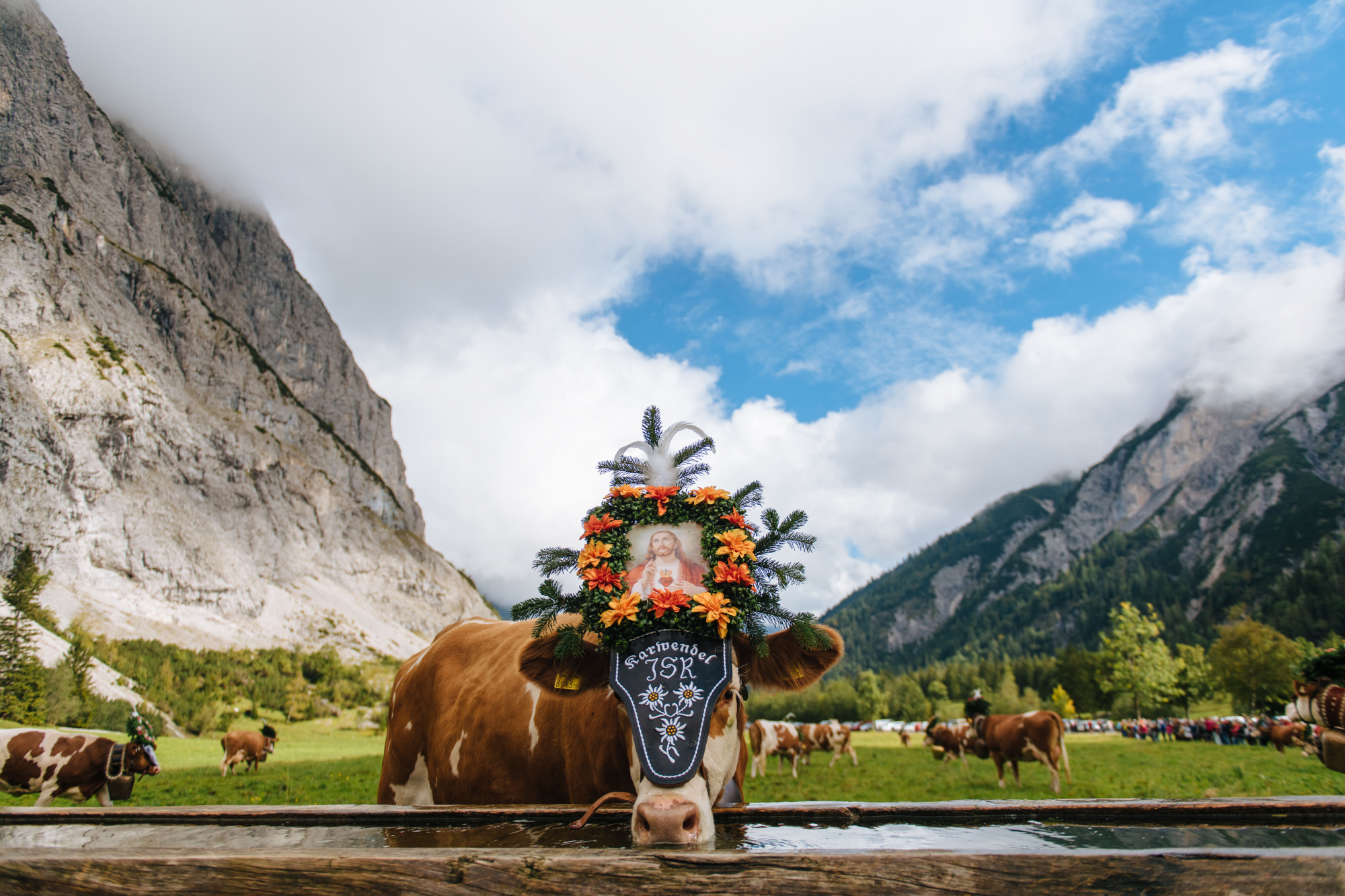 almabtrieb a pertisau, nel tirolo